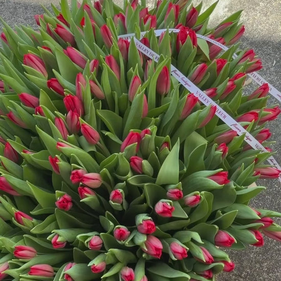 Luxury red tulip birthday flower arrangement prepared for delivery